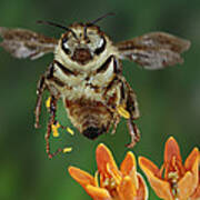 Honeybee And Butterfly Milkweed Poster