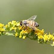 Honeybee On Goldenrod Twig Poster