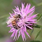 Honeybee On Ironweed Poster