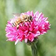 Honeybee On Pink Bachelor's Button Poster