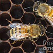 Honeybees On Comb Poster