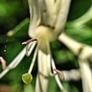 #honeysuckle #summer #igers #flowers Poster