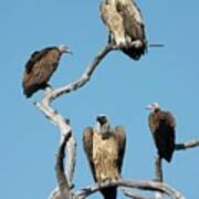 Hooded Vultures And Lappet Faced Vultures Poster