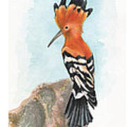 Hoopoe Poster