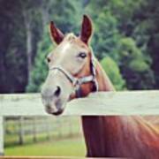 Horse At The Park. #oakmountain Poster