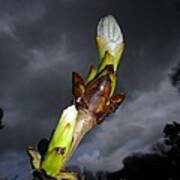 Horse Chestnut Bud With Dark Stormy Sky Poster