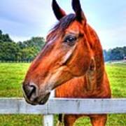 Horse Closeup Poster