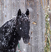 Horse In Snow Poster