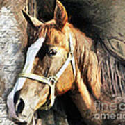 Horse Portrait - Drawing Poster