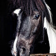 Horse Portrait Poster