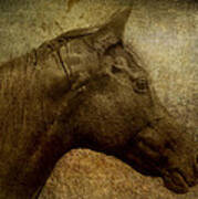 Horse Portriat Poster
