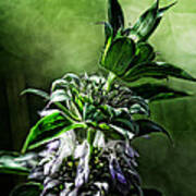 Horsemint Poster