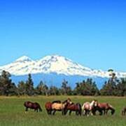 Horses At Sisters Mountain Poster