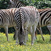 Four Zebras Grazing Poster