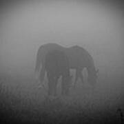 Horses In The Mist. Poster