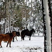 Horses In The Snow Poster