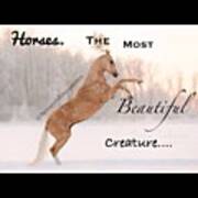 Horses. The Most Beautiful Poster