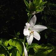 Hosta Poster