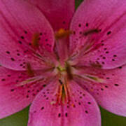 Hot Pink Close Up Poster