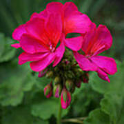 Hot Pink Geraniums Poster