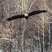 Housatonic River Eagle Square Poster