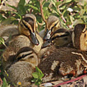 Huddled Ducklings Poster