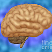 Human Brain Poster