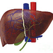 Human Liver, Illustration Poster