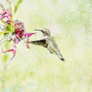 Humming Bird And Flower Poster
