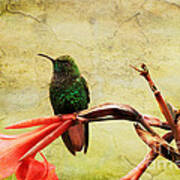 Hummingbird 1 Poster