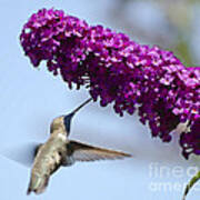 Hummingbird And Flower Poster