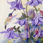 Hummingbird And Purple Columbine Poster