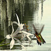 Hummingbird And Swamp Lily Poster