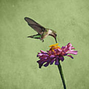 Hummingbird And Zinnia Poster