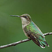 Hummingbird At Rest Poster