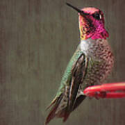 Hummingbird Flare Poster