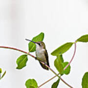 Hummingbird Hanging Out On The Honeysuckle Poster