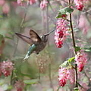 Hummingbird Heaven Poster