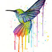 Hummingbird Of Watercolor Rainbow Poster