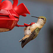 Hummingbird On Feeder Poster