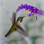 Hummingbird Series 01 Poster