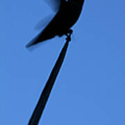 Hummingbird Silhouette Poster