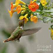 Hummingbird Sips Nectar Poster