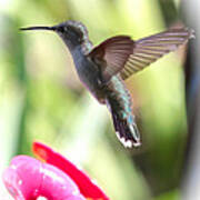 Hummingbird With Vignette Poster