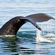 Humpback Whale Fluke. Poster