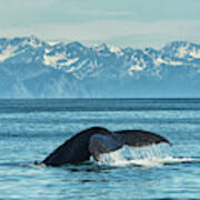 Humpback Whale  Megaptera Novaeangliae Poster