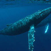 Humpback Whale Mother And Young Hawaii Poster