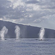 Humpback Whale Spouts Maui Hawaii Poster