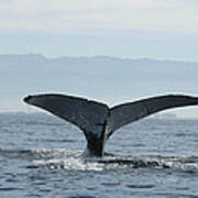 Humpback Whale Tail 3 Poster