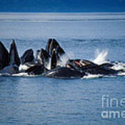Humpback Whales Feeding Poster
